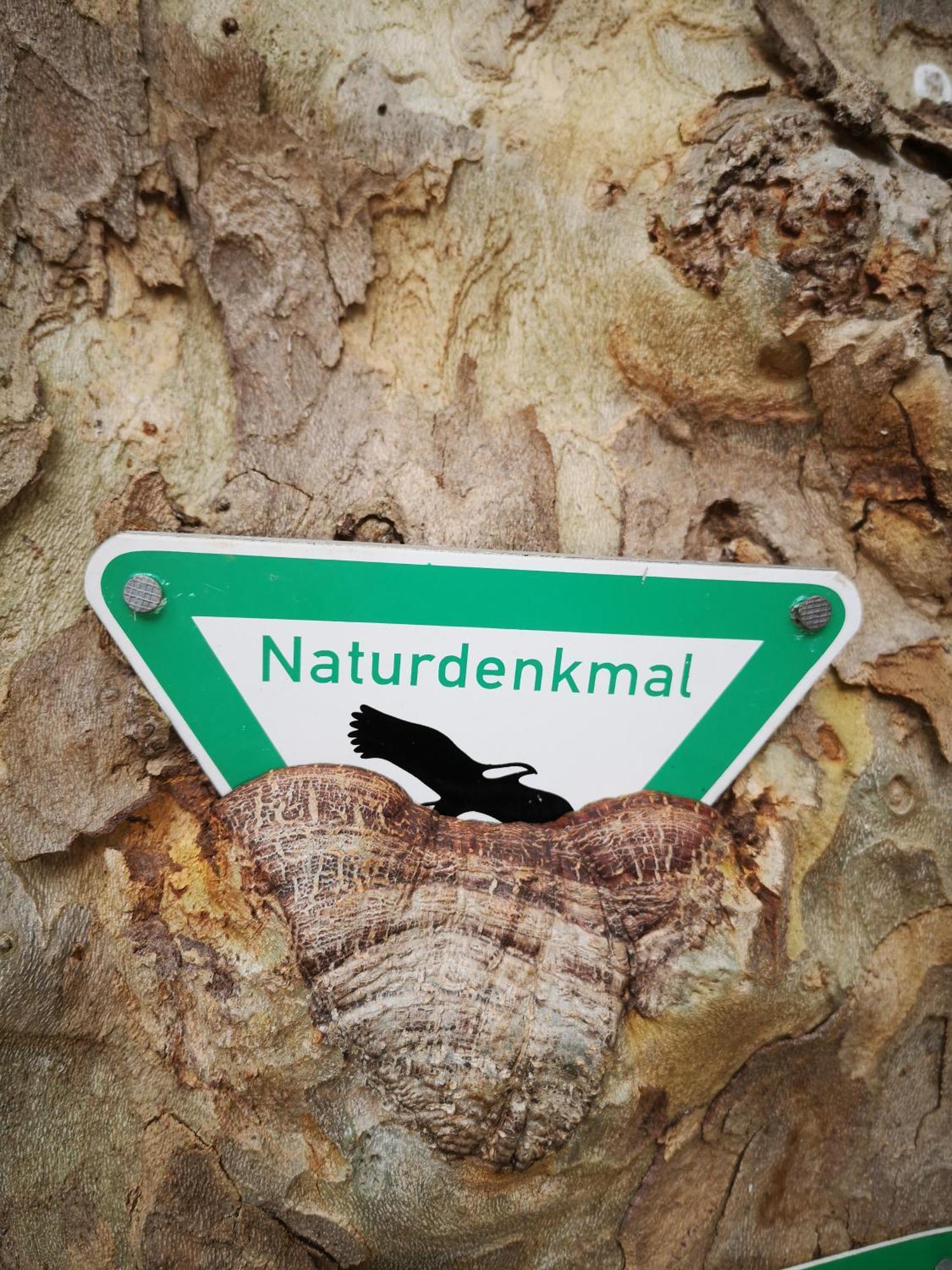 Ferienwohnung In Waldrandlage In Nationalpark Schleiden / Eifel Esterno foto