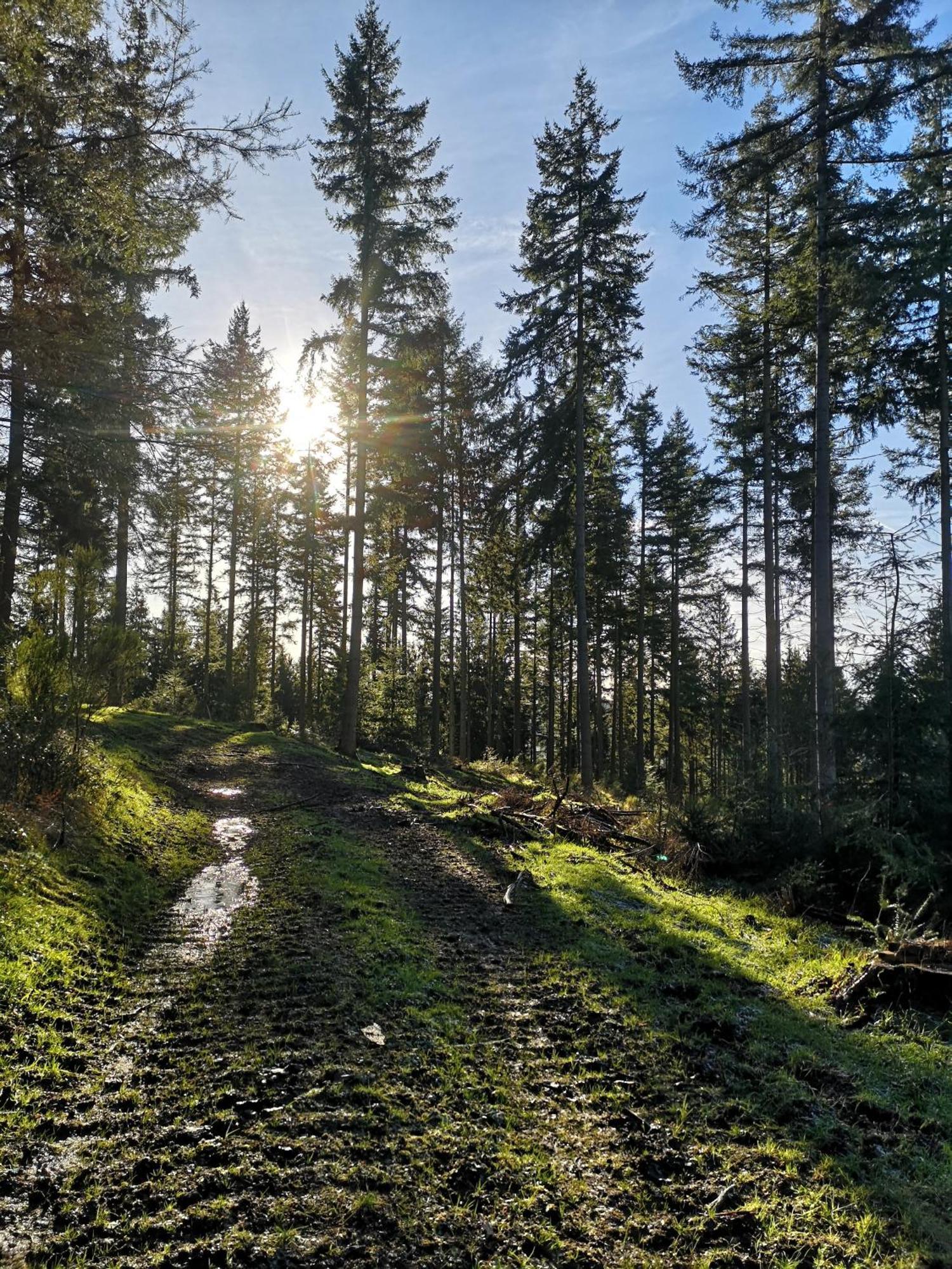 Ferienwohnung In Waldrandlage In Nationalpark Schleiden / Eifel Esterno foto