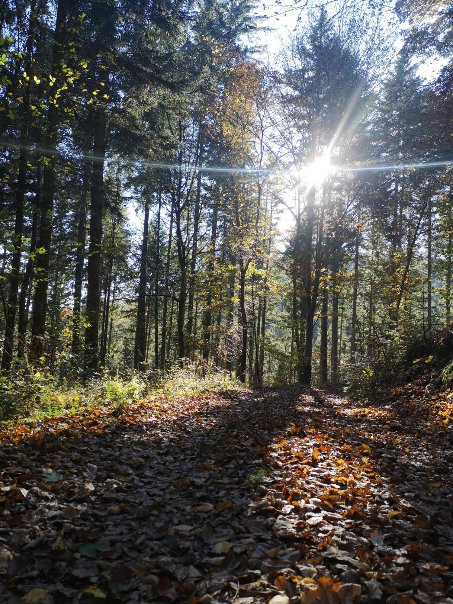 Ferienwohnung In Waldrandlage In Nationalpark Schleiden / Eifel Esterno foto