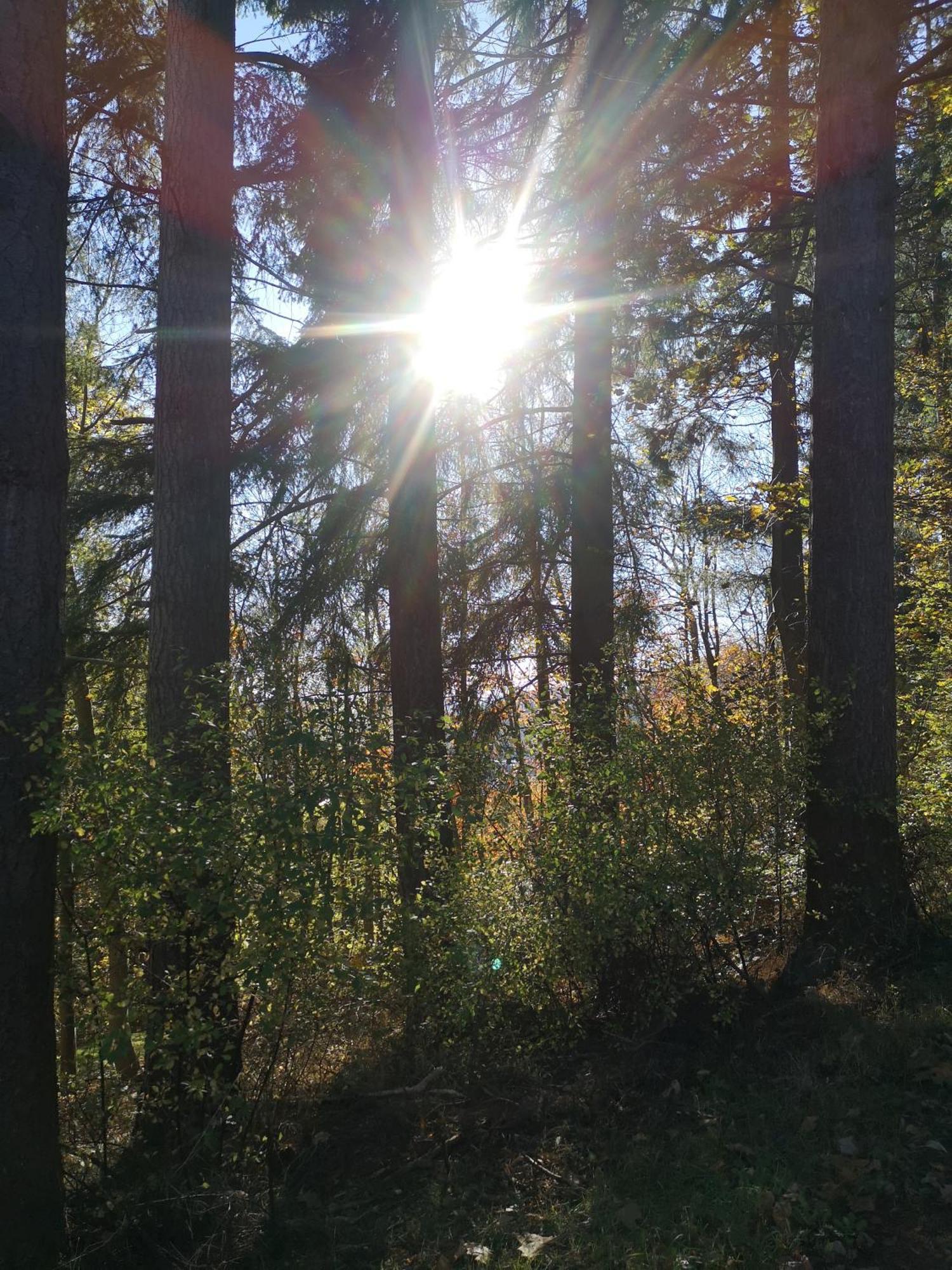 Ferienwohnung In Waldrandlage In Nationalpark Schleiden / Eifel Esterno foto